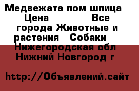 Медвежата пом шпица › Цена ­ 40 000 - Все города Животные и растения » Собаки   . Нижегородская обл.,Нижний Новгород г.